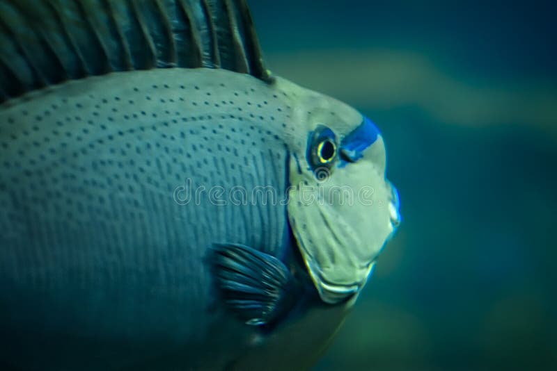 Tropical Fish stock photo. Image of tropical, seawater - 53123288
