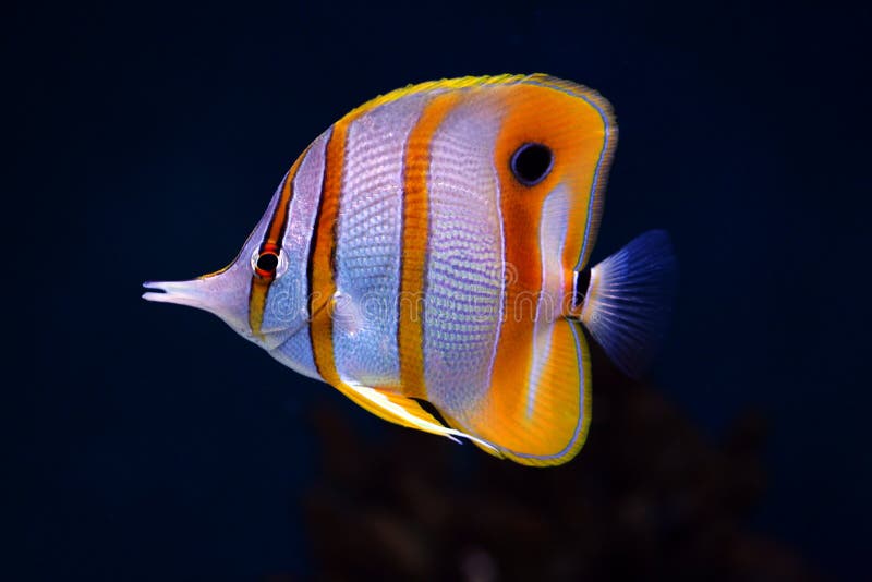 colourful tropical fish