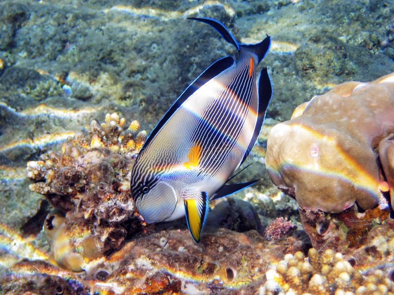 Hawaiian Lipstick Tang Fish Stock Photo Image of daylight, colorful