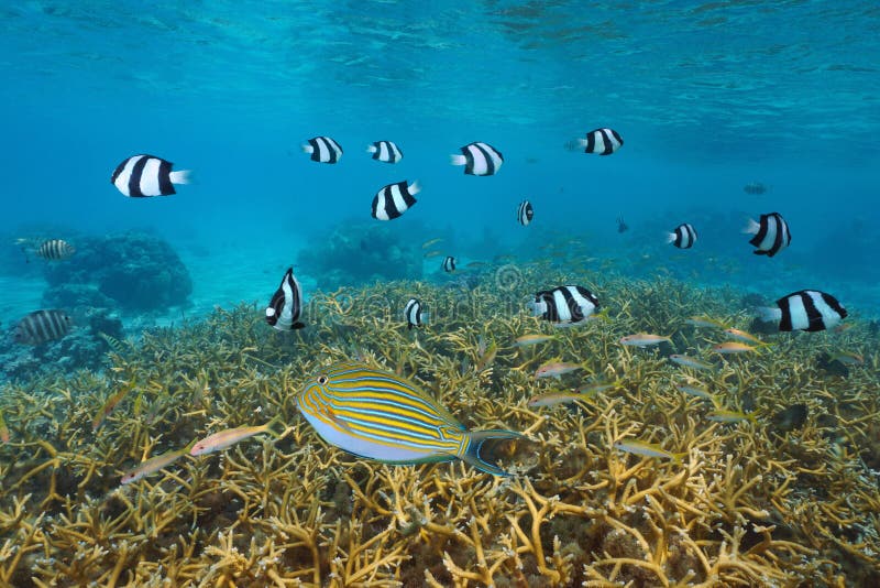 Fish Lined Surgeonfish Acanthurus Lineatus Stock Photo - Image of ...