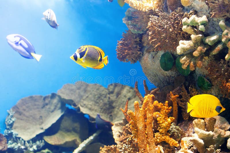 Coral Reef Scene stock photo. Image of nature, animal - 2613334