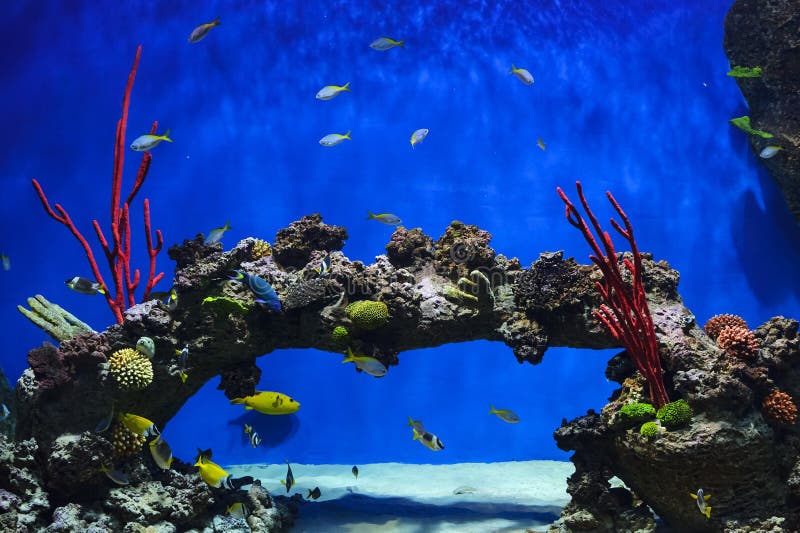 Tropical fish and corals in aquarium