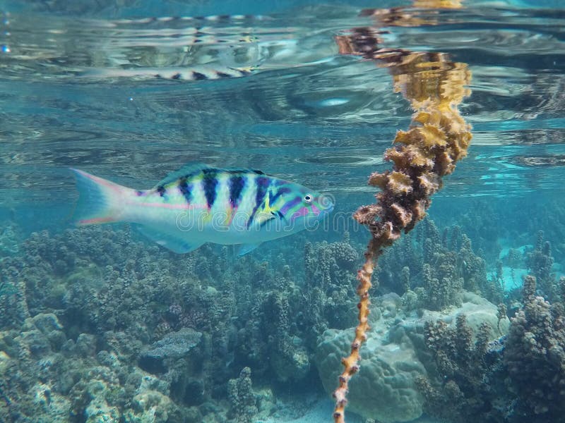 Marine Plant stock image. Image of submerged, strange 7693109