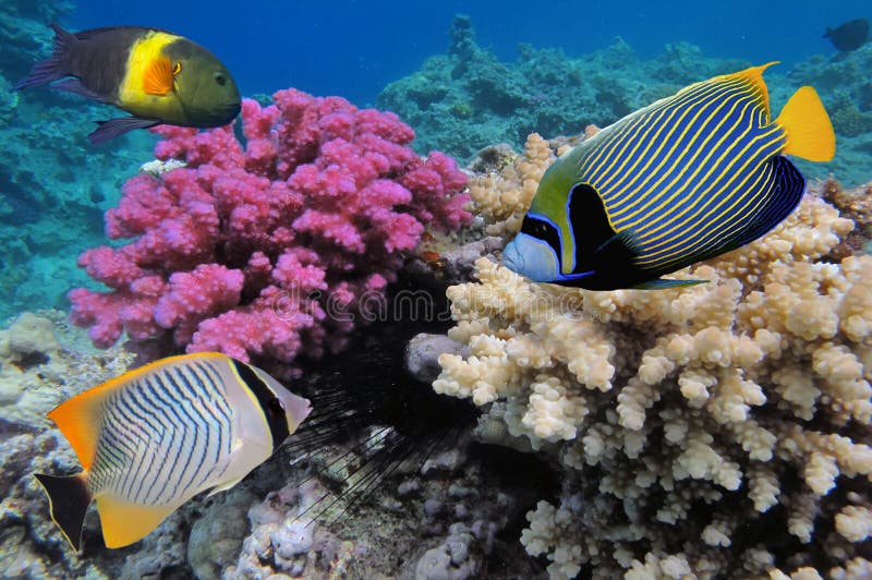Tropical Fish and Hard Corals in the Red Sea, Egypt Stock Image Image