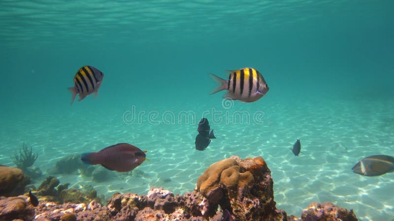 Tropical fish in the ocean stock photo. Image of tropical - 84198712