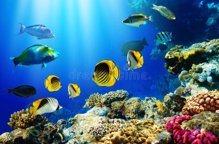 2,130,357 Fish Stock Photos - Free & Royalty-Free Stock Photos from ...