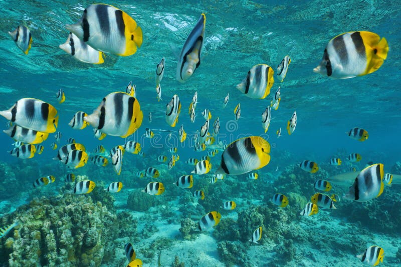 Tropical Fish Pacific Double-saddle Butterflyfish Stock Photo - Image ...