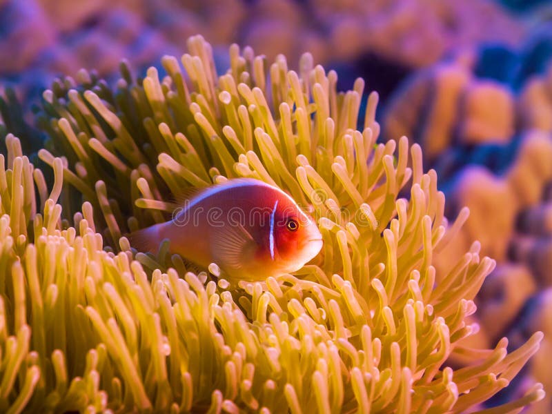 Tropical fish Pink clownfish stock images