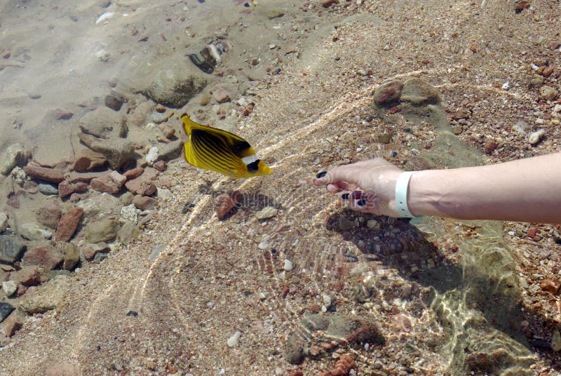 Yellow coral reef fish feeding feed food hand sea ocean water Raccoon Butterflyfish bright underwater under nature aquarium life