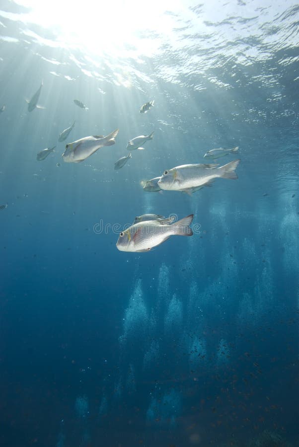 Tropical fish and sunrays