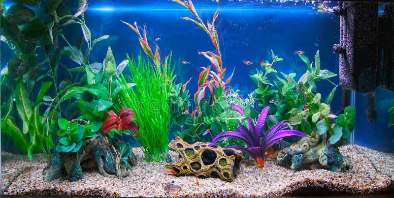 Tropical fish tank aquarium