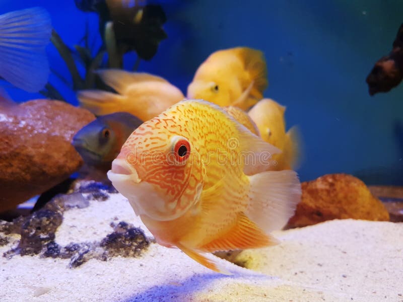 Tropical fish in tank stock photography Tropical fish in tank stock photography
