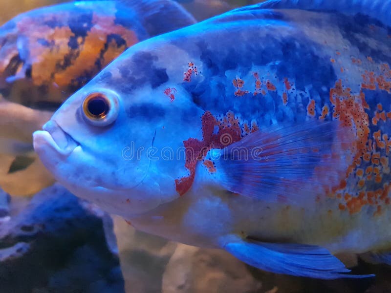 Tropical fish in a tank stock photo. Image of tropical - 158761252