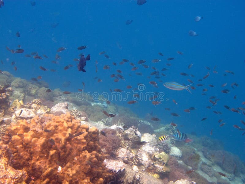 Tropical Fish under sea