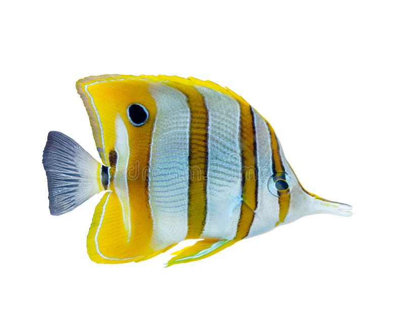red zebra cichlid vs gold severum red zebra cichlid vs gold severum