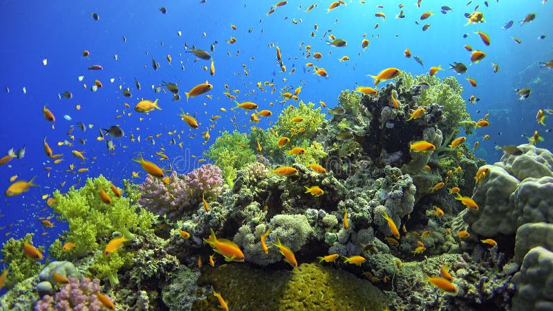 Tropical Fish on Vibrant Coral Reef Stock Image - Image of caribbean ...