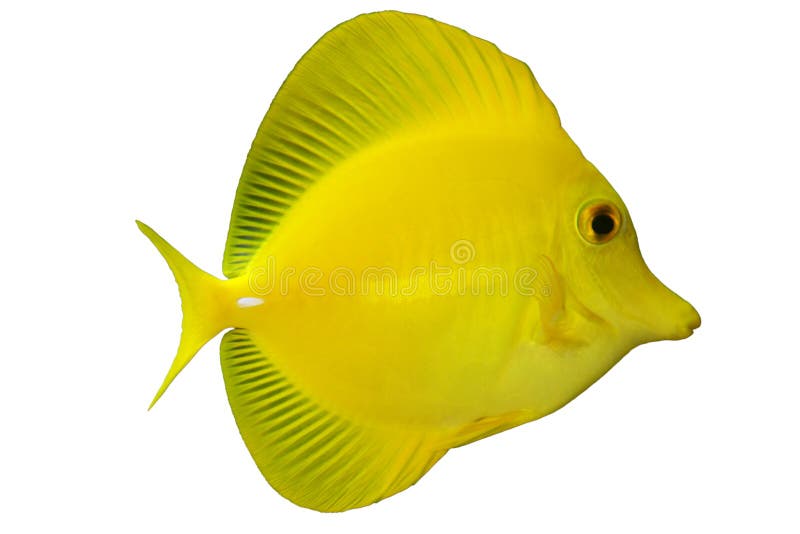 Tropical Fish Z. flavescens