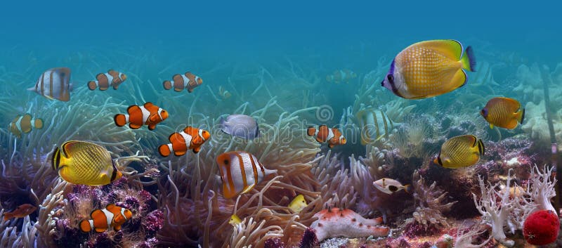 Es ist sehr farbenfrohe Bilder von der Unterwasserwelt und Ihre Bewohner exotische Fische.