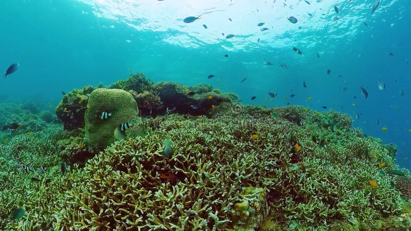 Coral Reef with Fish Underwater. Bohol, Philippines. Stock Photo ...