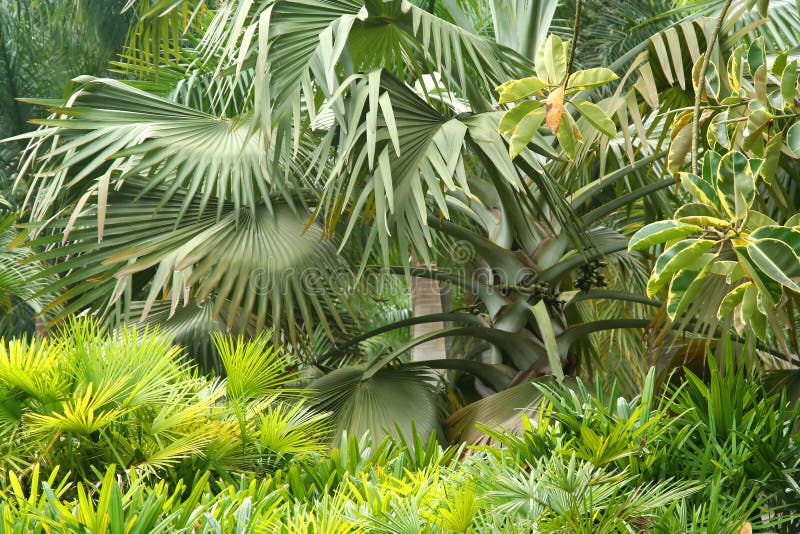 Tropical Flora stock image. Image of outdoor, jungle - 12244901