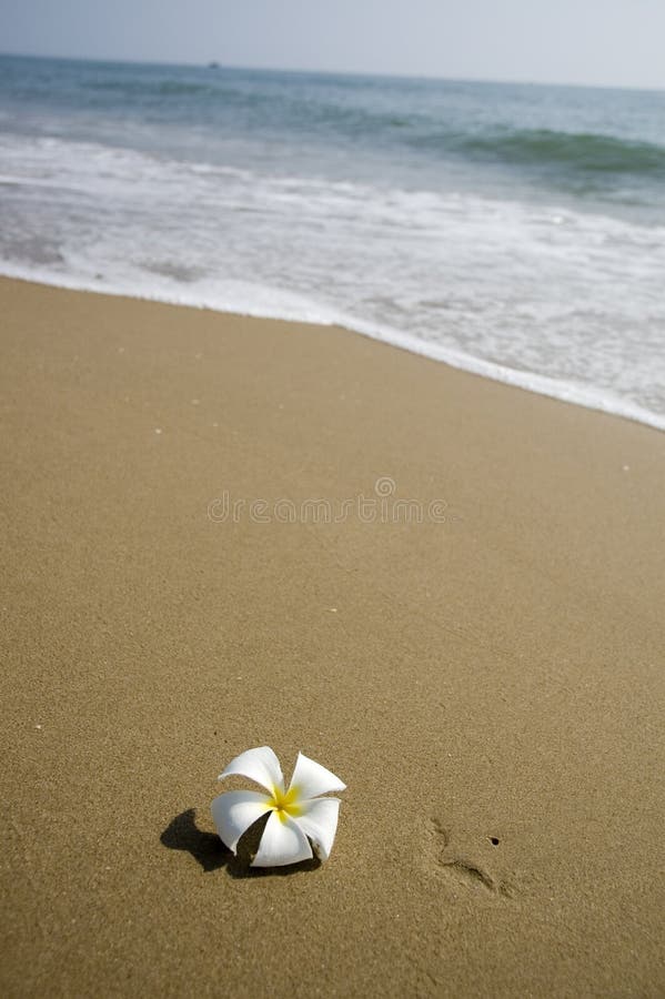 Tropical flower on beach