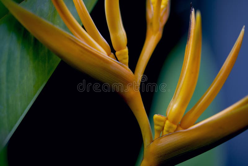 Tropical flower closeup photo with blurry background. Exotic plant with yellow flower. Summer garden detail.