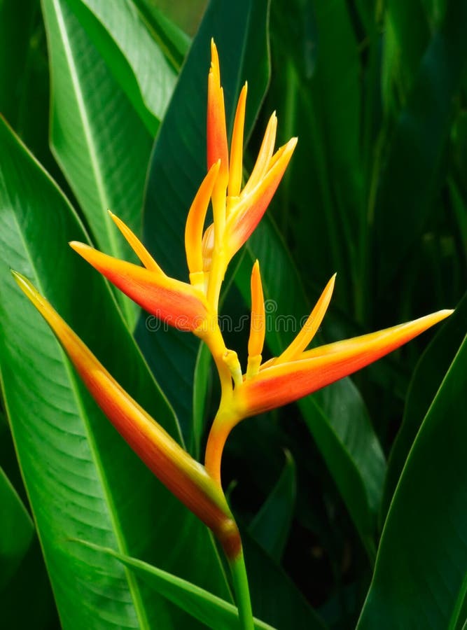 Tropical Flower Heliconia stock image. Image of striking - 194313