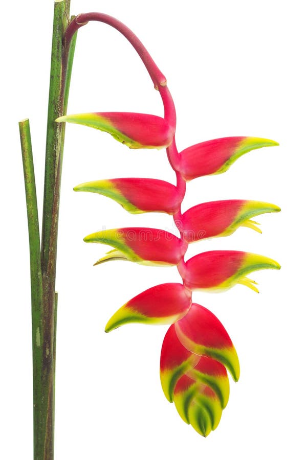 Tropical Flower Heliconia, Isolated on White Stock Photo - Image of  blossom, floral: 28008086