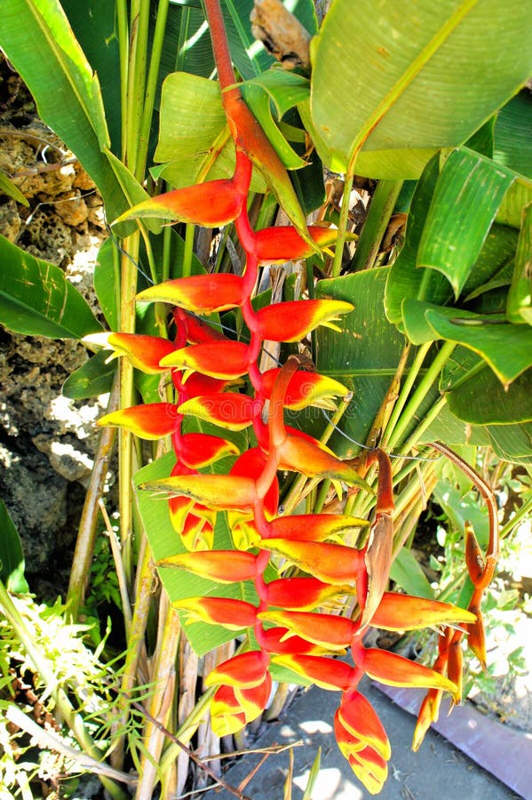 Tropical Flower Heliconia . Philippines Stock Image - Image of hawaii ...