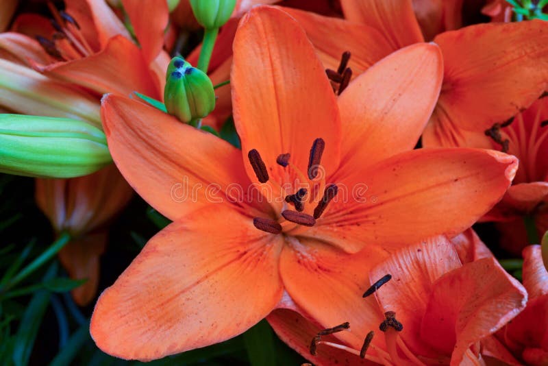 Tropical FlowerOrange stock image. Image of flowers 69383083
