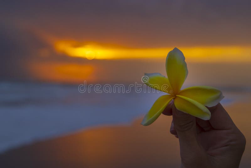 Tropical flower Plumeria alba White Frangipani in hand on a beach against orange sunset