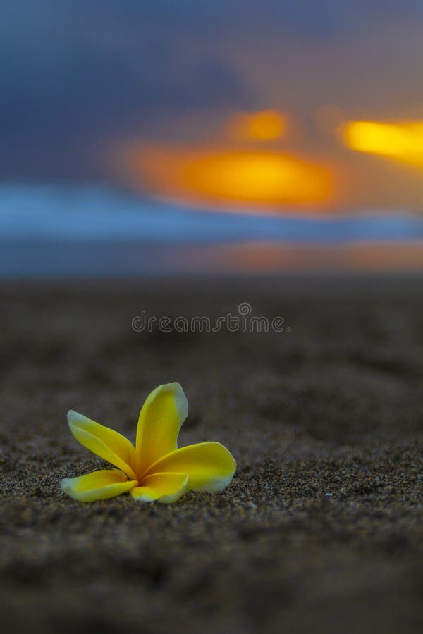 Top view essential oils and plumeria flower on a sandy beach. Stock Photo  by aleeenot