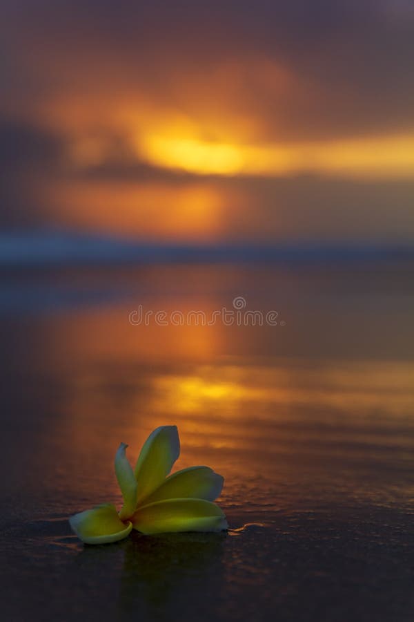 Top view essential oils and plumeria flower on a sandy beach. Stock Photo  by aleeenot