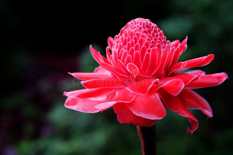 Tropical flower red torch ginger or etlingera elatior or zingiberaceae