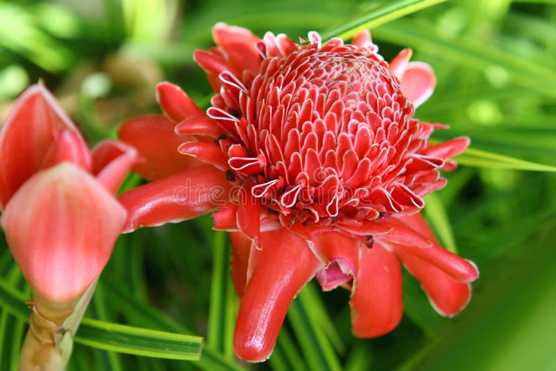 Torch Ginger Flower in Tropical Forest Stock Photo Image of ginger