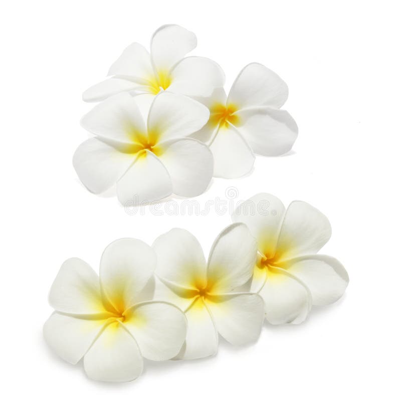 Tropical flowers frangipani