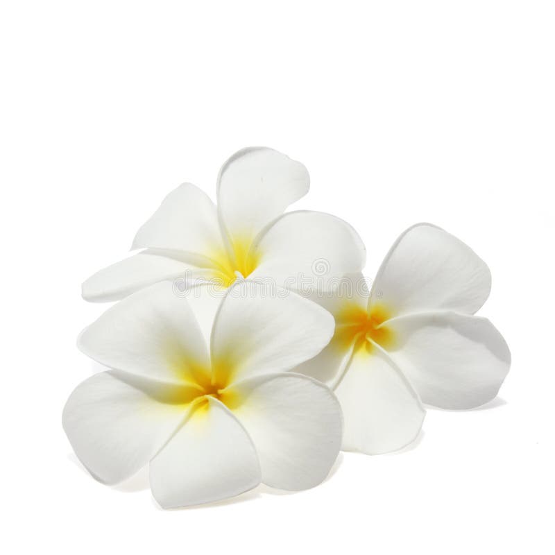 Tropical flowers frangipani isolated on white
