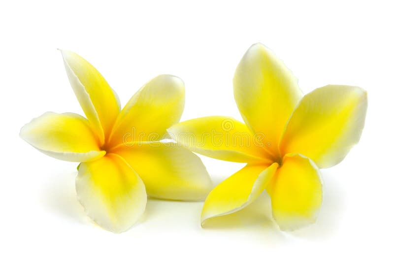 Tropical flowers frangipani (plumeria) isolated on white background