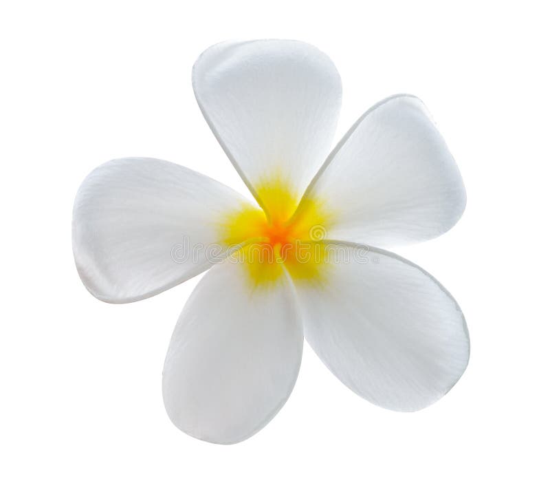 Tropical Flowers Frangipani Plumeria Isolated on White Stock Photo - Image  of card, beauty: 148029814