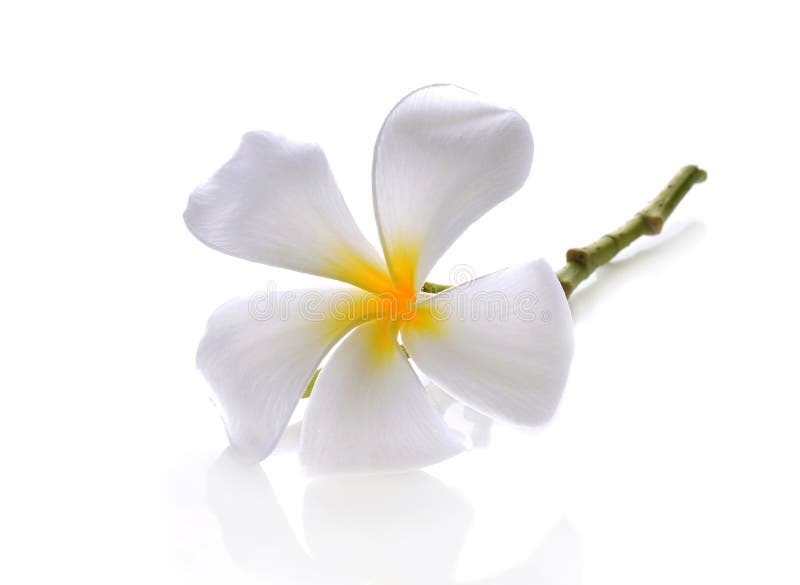 Tropical flowers frangipani (plumeria) on white backgro