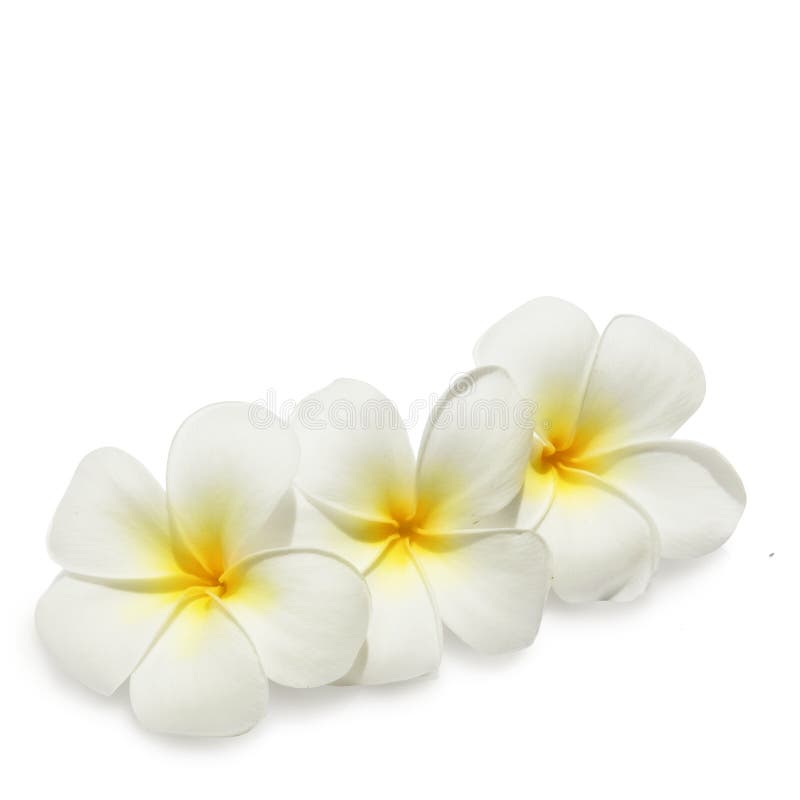 Tropical Flowers Frangipani on White Stock Photo - Image of blossom,  flowers: 16744916