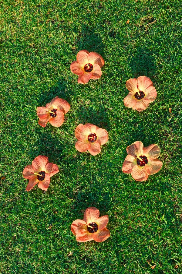Tropical flowers on green grass