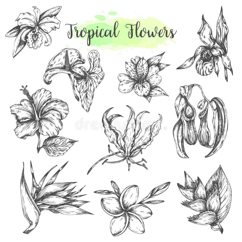Tropical flowers Hand drawn bird of paradise flower, hibiscus, frangipani. Floral tropic set. Vector illustration vector illustration Tropical flowers Hand drawn bird of paradise flower, hibiscus, frangipani. Floral tropic set. Vector illustration vector illustration