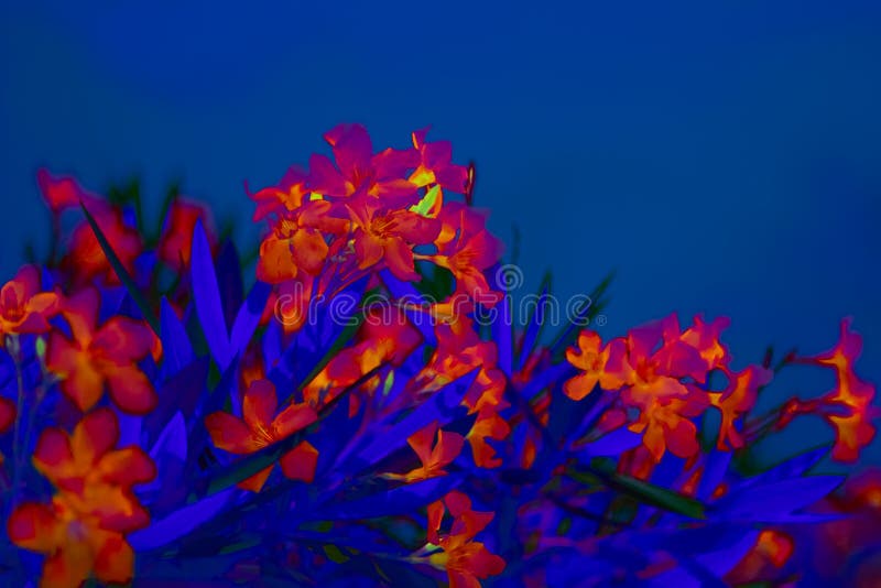 Tropical flowers in neon light royalty free stock photo Tropical flowers in neon light royalty free stock photo