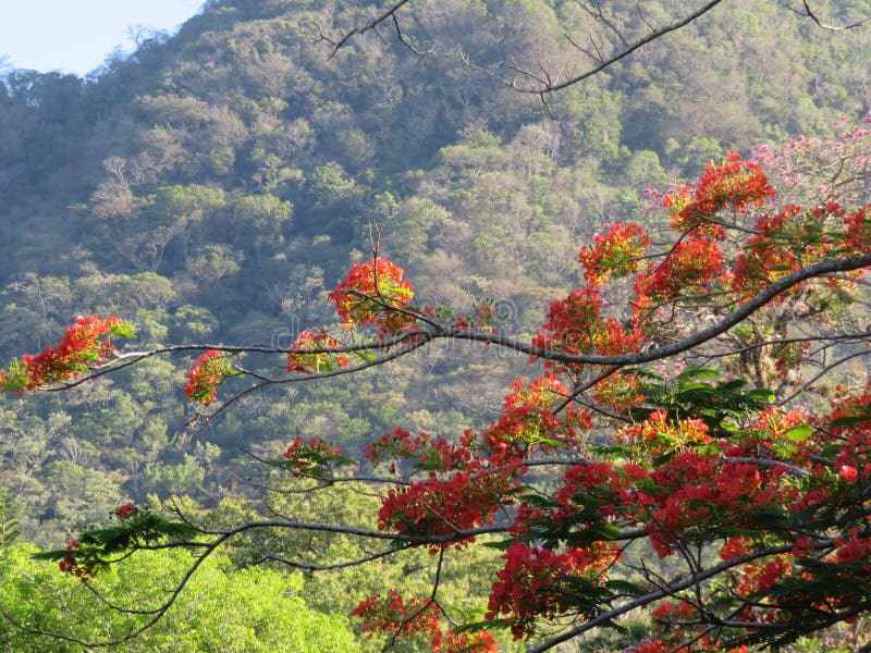 Tropical flowers in Panama stock image. Image of rural 146461185
