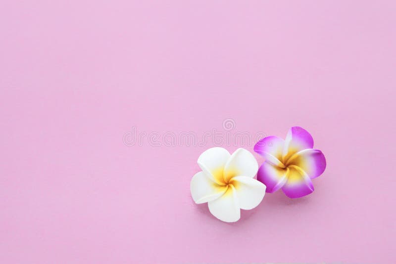 Tropical Flowers Seamless Plain Background With White And Pink Frangipani Flower Floral Texture For Wallpaper Or Backdrop Spring Stock Photo Image Of Border Blooming 170750300