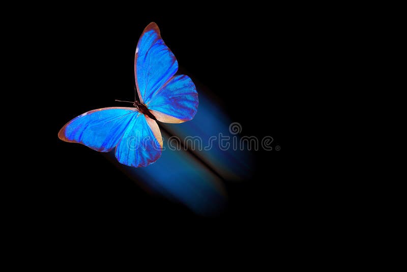 Flying Butterfly Isolated on Black Background. with a Luminous Trace Stock  Illustration - Illustration of luminous, letter: 141376420