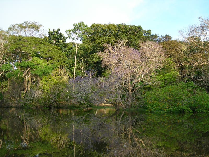 Forest Mirrored in a Lagoon on the Amazon Stock Image - Image of basin