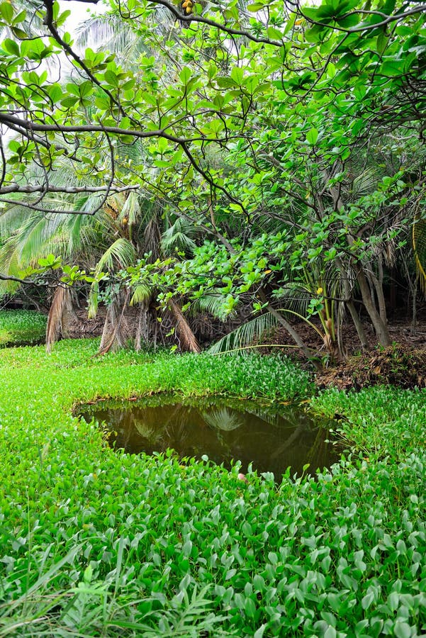 Tropical Forest in Hawaii Big Island Stock Photo Image of landscape