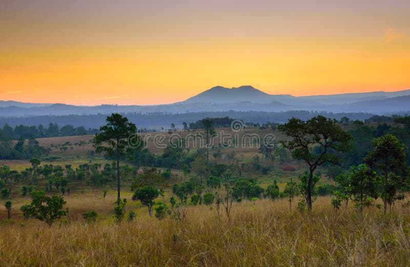 Tropical forest landscape at sunrise